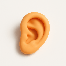 ear vocabulary illustration