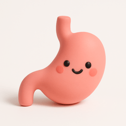 stomach vocabulary illustration